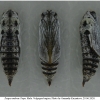 pyr malvae pupa2 volg
